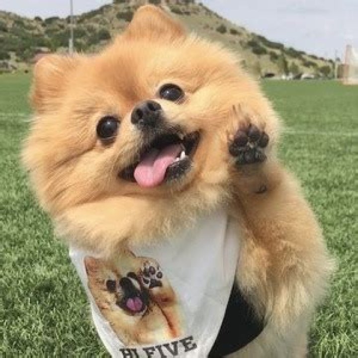 Hi I'm Chewie - Net Worth, Age, Height, Birthday, Bio, Wiki!